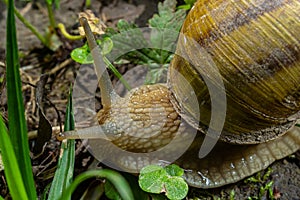 Helix pomatia also Roman snail, Burgundy snail, edible snail or escargot, is a species of large, edible, air-breathing land snail