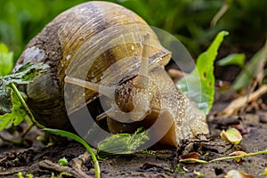 Helix pomatia also Roman snail, Burgundy snail, edible snail or escargot, is a species of large, edible, air-breathing land snail