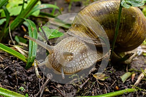 Helix pomatia also Roman snail, Burgundy snail, edible snail or escargot, is a species of large, edible, air-breathing land snail