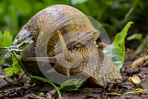 Helix pomatia also Roman snail, Burgundy snail, edible snail or escargot, is a species of large, edible, air-breathing land snail