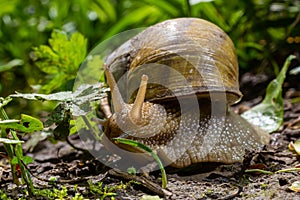 Helix pomatia also Roman snail, Burgundy snail, edible snail or escargot, is a species of large, edible, air-breathing land snail