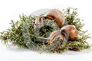 Helix pomatia also Roman snail, Burgundy snail, edible snail or escargot, is a species of large, edible in the family Helicidae on