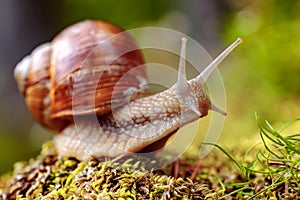 Helix pomatia also Roman snail, Burgundy snail