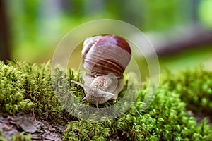 Helix pomatia also Roman snail, Burgundy snail