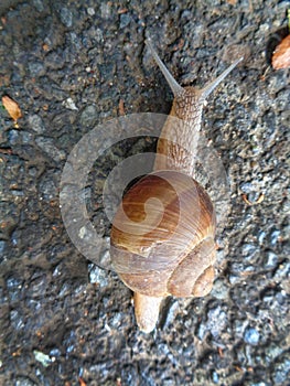 Helix pomatia also Roman snail, Burgundy snail