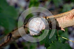 Helix pomatia also Roman snail or burgundy snail is a large air-breathing land snail.