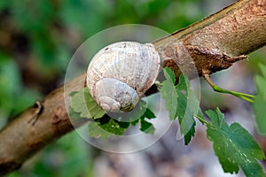 Helix pomatia also Roman snail or burgundy snail is a large air-breathing land snail.