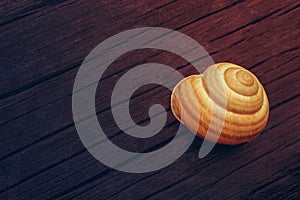 Helix pomatia, Burgundy, Roman, edible snail on a dark wooden ba