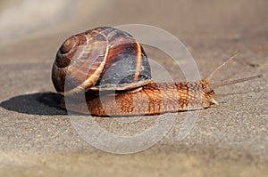 Helix pomatia (Burgundy snail)