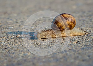 Helix pomatia or Burgundy snail crawling on cement or pavement