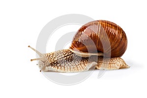 Helix pomatia, burgundy snail, Roman snail, edible snail