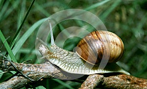Helix pomatia, common names the Burgundy snail