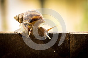 Helix pomatia, common names the Burgundy snail, Roman snail, edi