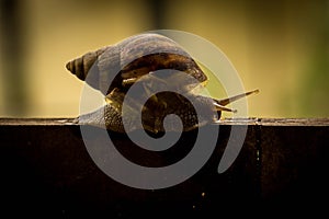 Helix pomatia, common names the Burgundy snail, Roman snail, edi