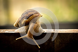 Helix pomatia, common names the Burgundy snail, Roman snail, edi