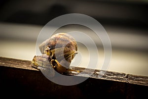 Helix pomatia, common names the Burgundy snail, Roman snail, edi