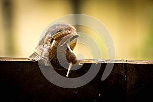 Helix pomatia, common names the Burgundy snail, Roman snail, edi