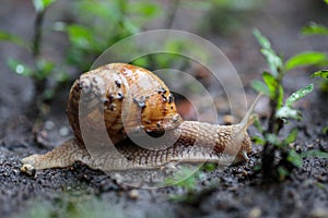 Helix pomatia, common names the Burgundy snail, Roman snail, edible snail