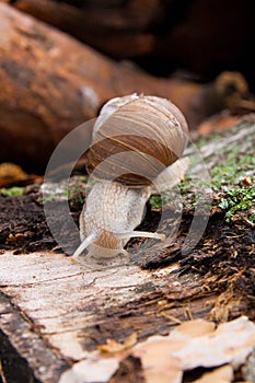 Helix pomatia, common names the Burgundy snail, Roman snail, edible snail crawling on the trunk tree with moss and fungus.