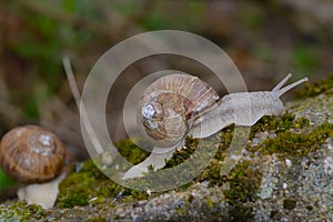 Helix pomatia, common names the Roman snail