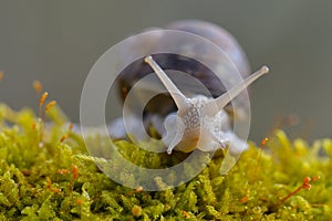 Helix pomatia, common names the Roman snail