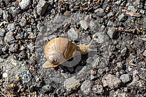 Helix pomatia, common names the Roman snail, Burgundy snail