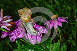Helix pomatia, common names the Roman snail or Burgundy snail