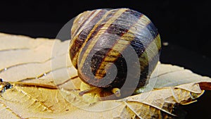 Helix pomatia, common names the Roman snail, Burgundy snail, edible snail or escargot. The snail slowly creeps on a leaf. Fauna of