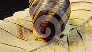 Helix pomatia, common names the Roman snail, Burgundy snail, edible snail or escargot. The snail slowly creeps on a leaf. Fauna of