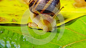 Helix pomatia, common names the Roman snail, Burgundy snail, edible snail or escargot. The snail slowly creeps on a leaf. Fauna of