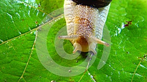 Helix pomatia, common names the Roman snail, Burgundy snail, edible snail or escargot. The snail slowly creeps on a leaf. Fauna of