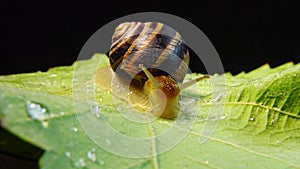 Helix pomatia, common names the Roman snail, Burgundy snail, edible snail or escargot. The snail slowly creeps on a leaf. Fauna of