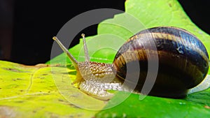 Helix pomatia, common names the Roman snail, Burgundy snail, edible snail or escargot. The snail slowly creeps on a leaf. Fauna of