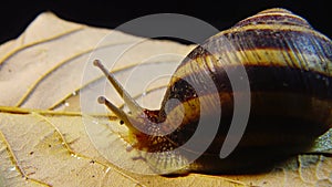 Helix pomatia, common names the Roman snail, Burgundy snail, edible snail or escargot. The snail slowly creeps on a leaf. Fauna of