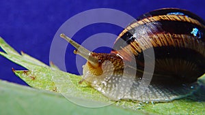 Helix pomatia, common names the Roman snail, Burgundy snail, edible snail or escargot. The snail slowly creeps on a leaf. Fauna of