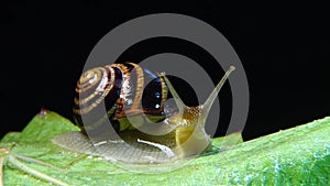Helix pomatia, common names the Roman snail, Burgundy snail, edible snail or escargot. The snail slowly creeps on a leaf. Fauna of