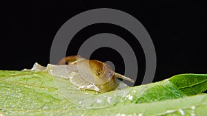 Helix pomatia, common names the Roman snail, Burgundy snail, edible snail or escargot. The snail slowly creeps on a leaf. Fauna of