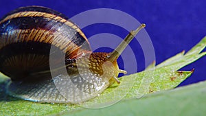 Helix pomatia, common names the Roman snail, Burgundy snail, edible snail or escargot. The snail slowly creeps on a leaf. Fauna of