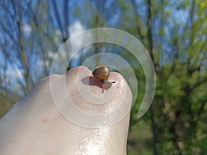 Helix pomatia, common names are the Roman snail, Burgundy snail, or escargot