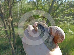 Helix pomatia, common names are the Roman snail, Burgundy snail, or escargot