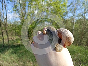 Helix pomatia, common names are the Roman snail, Burgundy snail, or escargot