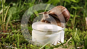 Helix pomatia crawls on a jar with a cosmetic cream for face skin.