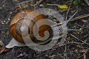 Helix pomatia. Creeping snail. Lazy animal close up. Natural spiral. Helix. Malacology