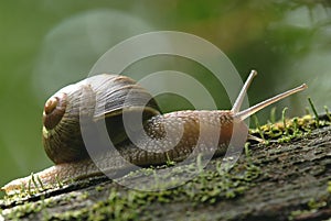 (Helix pomatia) edible snail