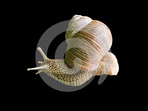 Helix pomatia edible snail isolated on black