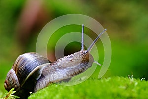 (Helix pomatia) edible snail macro