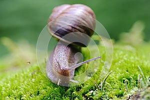 (Helix pomatia) edible snail macro