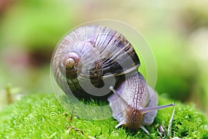 (Helix pomatia) edible snail macro