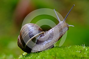 (Helix pomatia) edible snail macro