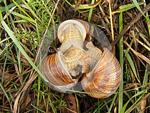 Helix pomatia edible snail, three wild edible snails on grass